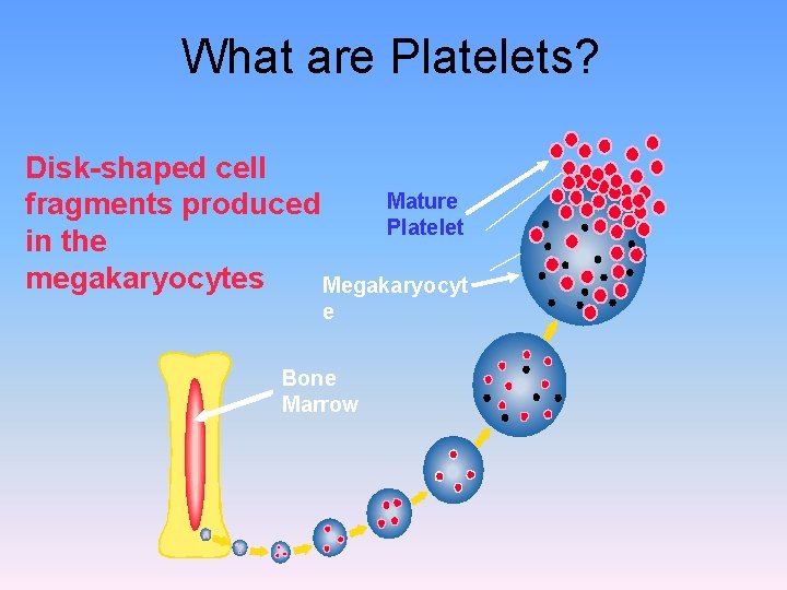 What are Platelets? Disk-shaped cell Mature fragments produced Platelet in the megakaryocytes Megakaryocyt e