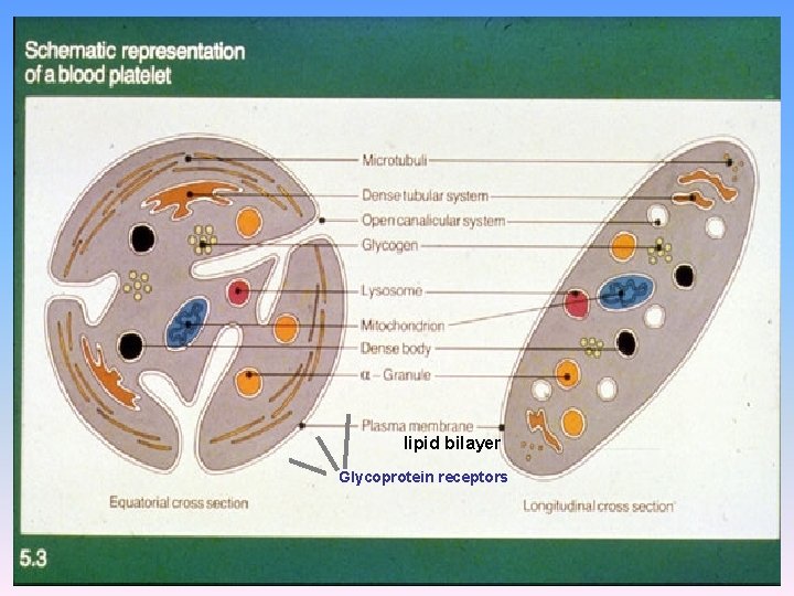 lipid bilayer Glycoprotein receptors 