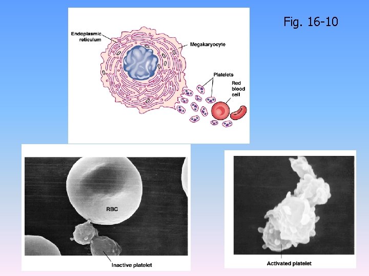 Fig. 16 -10 