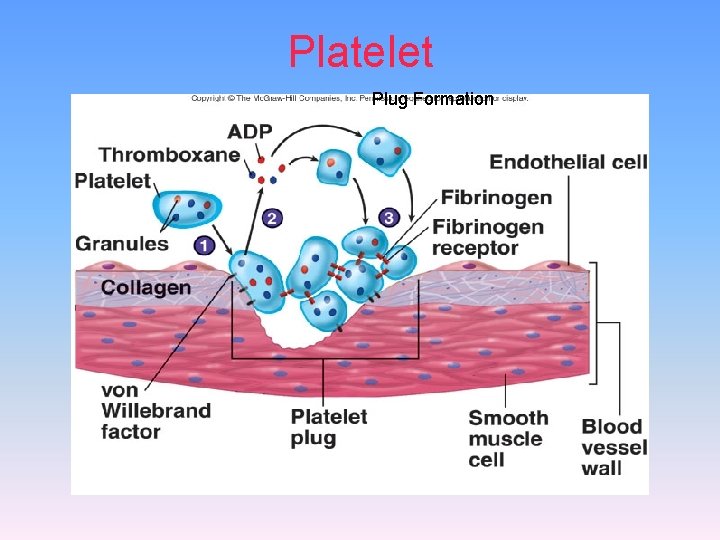 Platelet Plug Formation 
