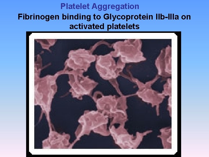 Platelet Aggregation Fibrinogen binding to Glycoprotein IIb-IIIa on activated platelets 