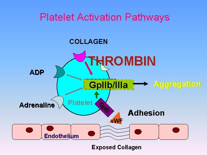 Platelet Activation Pathways COLLAGEN THROMBIN ADP Aggregation Gp. IIb/IIIa Platelet G p. I Adrenaline