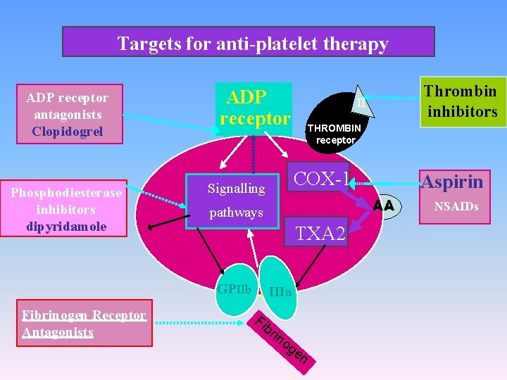 Targets for anti-platelet therapy ADP receptor antagonists Clopidogrel Phosphodiesterase inhibitors dipyridamole ADP receptor Fibrinogen