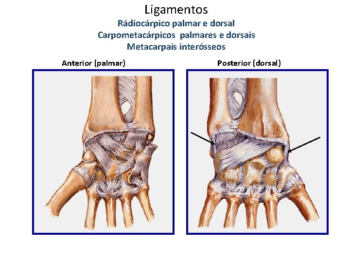 Ligamentos Rádiocárpico palmar e dorsal Carpometacárpicos palmares e dorsais Metacarpais interósseos Anterior (palmar) Posterior