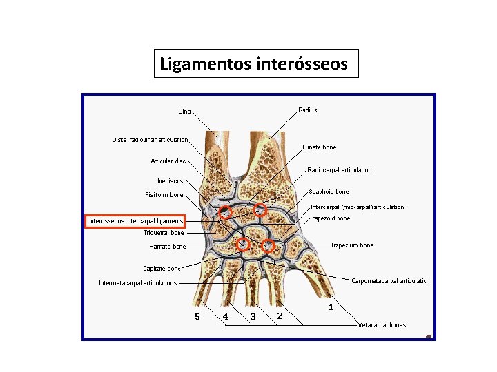 Ligamentos interósseos 