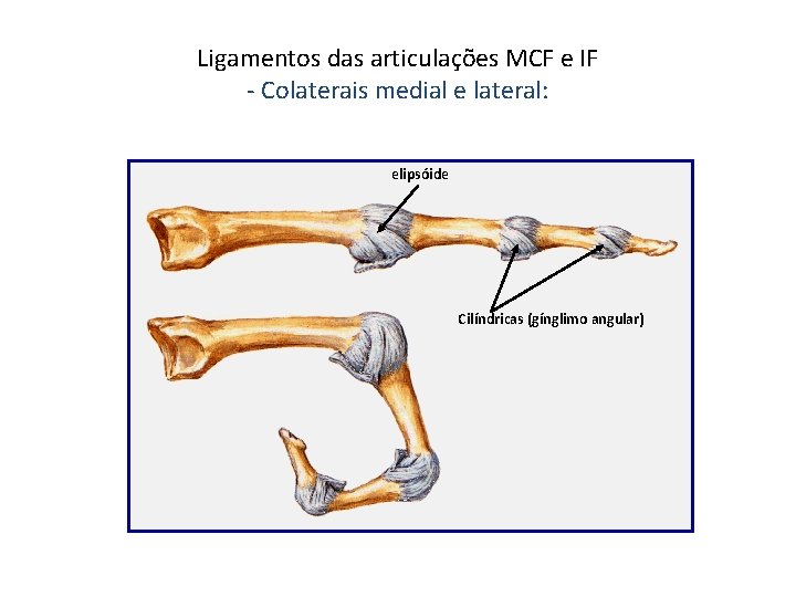 Ligamentos das articulações MCF e IF - Colaterais medial e lateral: elipsóide Cilíndricas (gínglimo