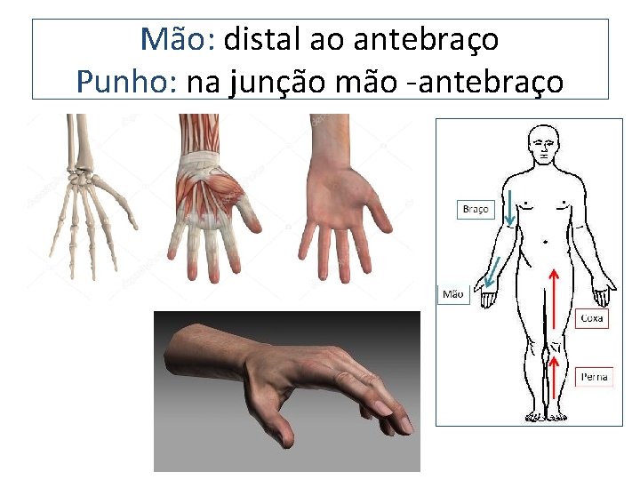 Mão: distal ao antebraço Punho: na junção mão -antebraço 