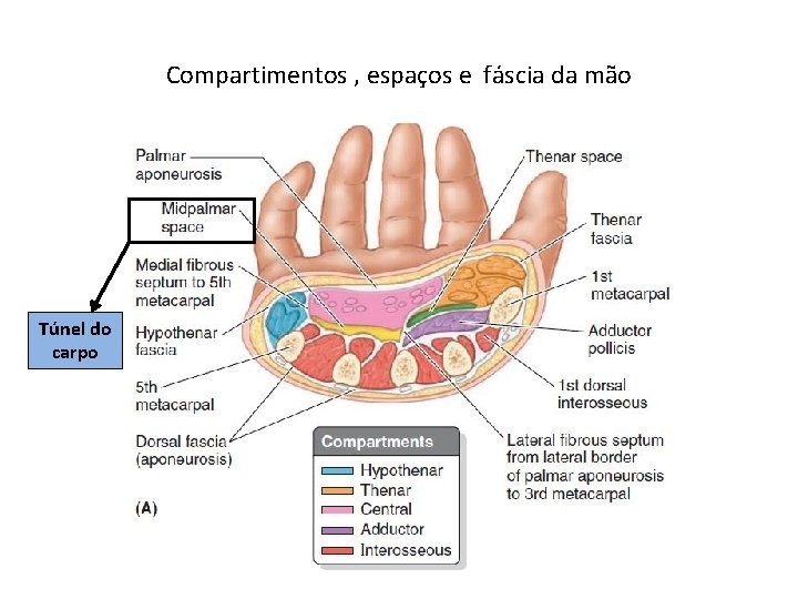 Compartimentos , espaços e fáscia da mão Túnel do carpo 