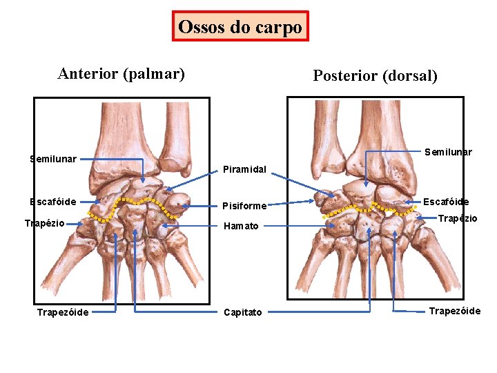 Ossos do carpo Anterior (palmar) Semilunar Escafóide Trapézio Trapezóide Posterior (dorsal) Semilunar Piramidal Pisiforme