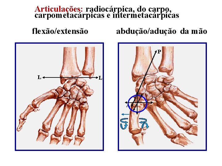 Articulações: radiocárpica, do carpo, carpometacárpicas e intermetacárpicas flexão/extensão abdução/adução da mão P L L