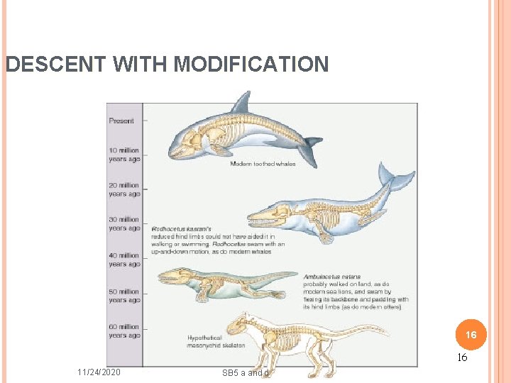 DESCENT WITH MODIFICATION 16 16 11/24/2020 SB 5 a and d 