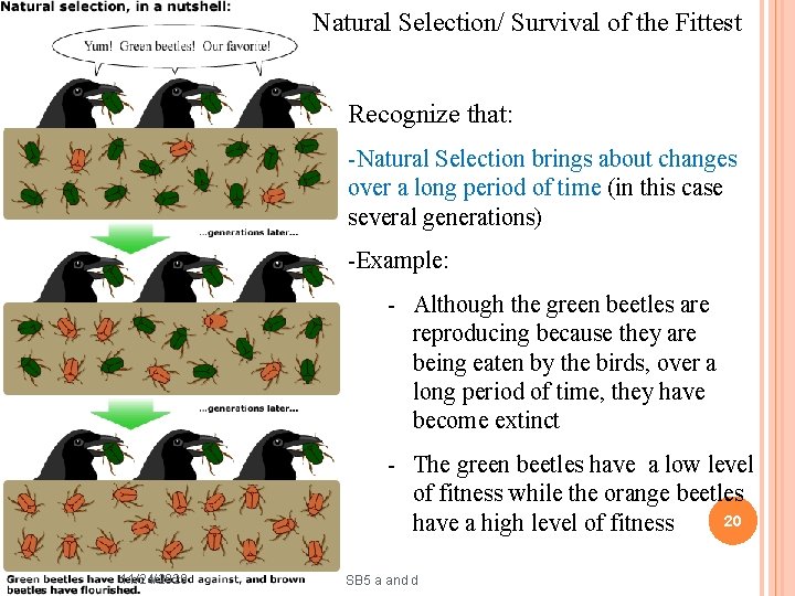 Natural Selection/ Survival of the Fittest Recognize that: -Natural Selection brings about changes over