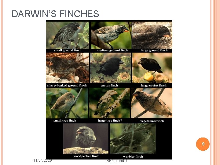 DARWIN’S FINCHES 9 11/24/2020 SB 5 a and d 