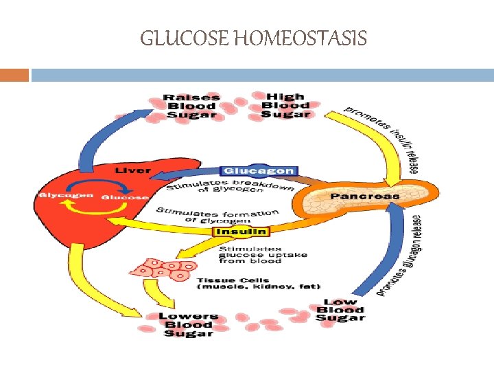 GLUCOSE HOMEOSTASIS 