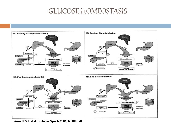 GLUCOSE HOMEOSTASIS Aronoff S L et al. Diabetes Spectr 2004; 17: 183 -190 