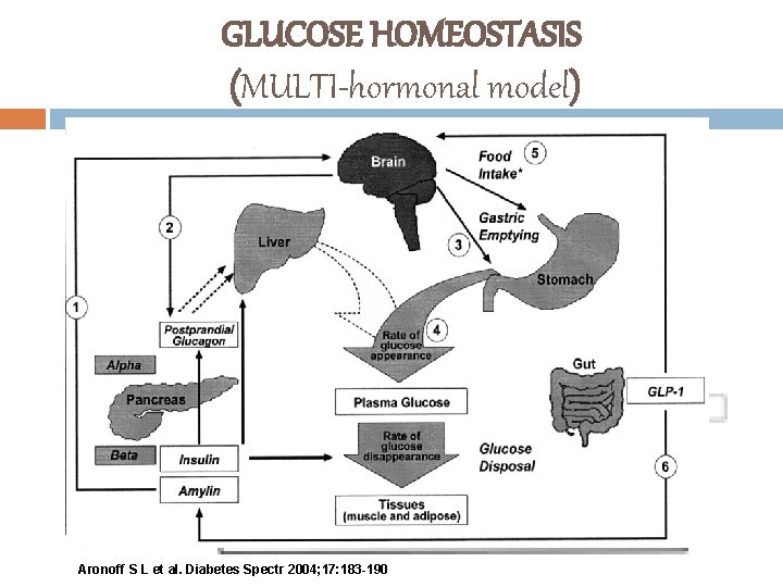 GLUCOSE HOMEOSTASIS (MULTI-hormonal model) Aronoff S L et al. Diabetes Spectr 2004; 17: 183