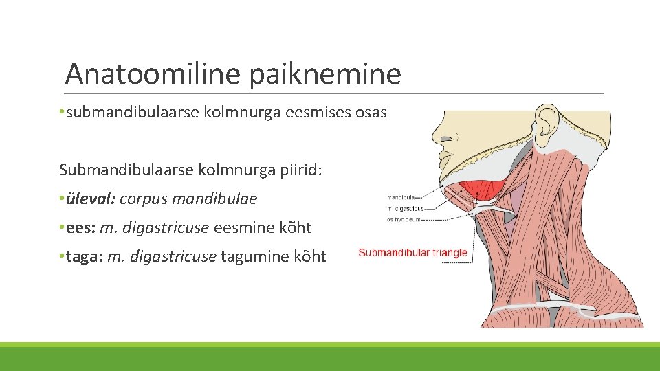 Anatoomiline paiknemine • submandibulaarse kolmnurga eesmises osas Submandibulaarse kolmnurga piirid: • üleval: corpus mandibulae