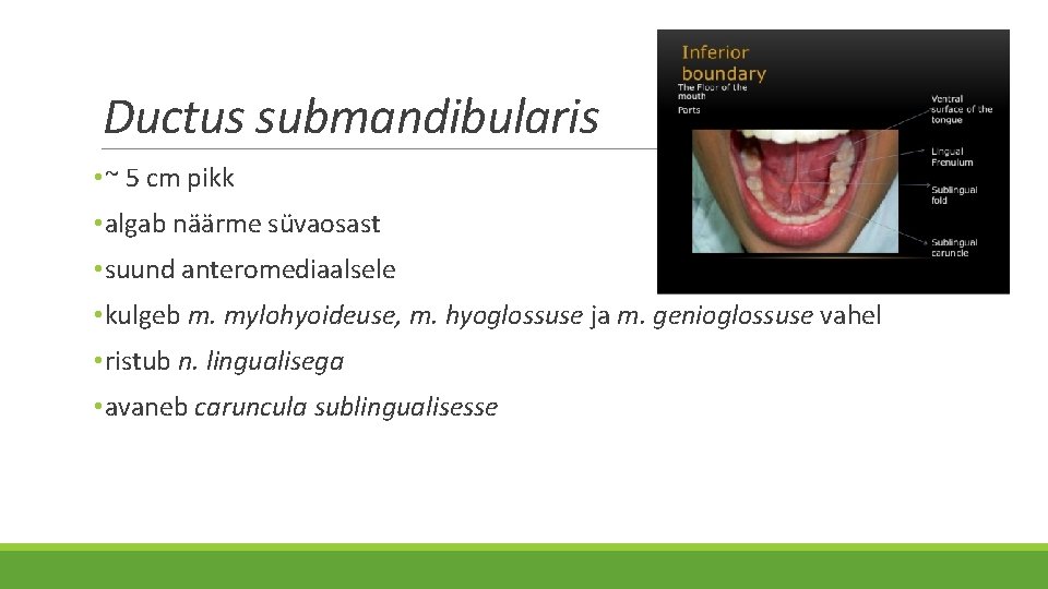 Ductus submandibularis • ~ 5 cm pikk • algab näärme süvaosast • suund anteromediaalsele