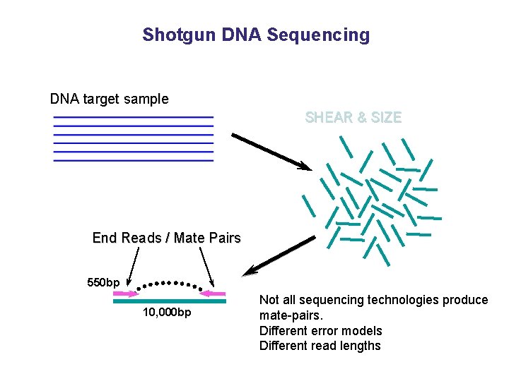 Shotgun DNA Sequencing DNA target sample SHEAR & SIZE End Reads / Mate Pairs Shotgun DNA Sequencing DNA target sample SHEAR & SIZE End Reads / Mate Pairs