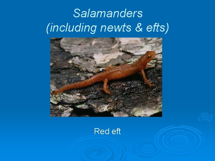 Salamanders (including newts & efts) Red eft 