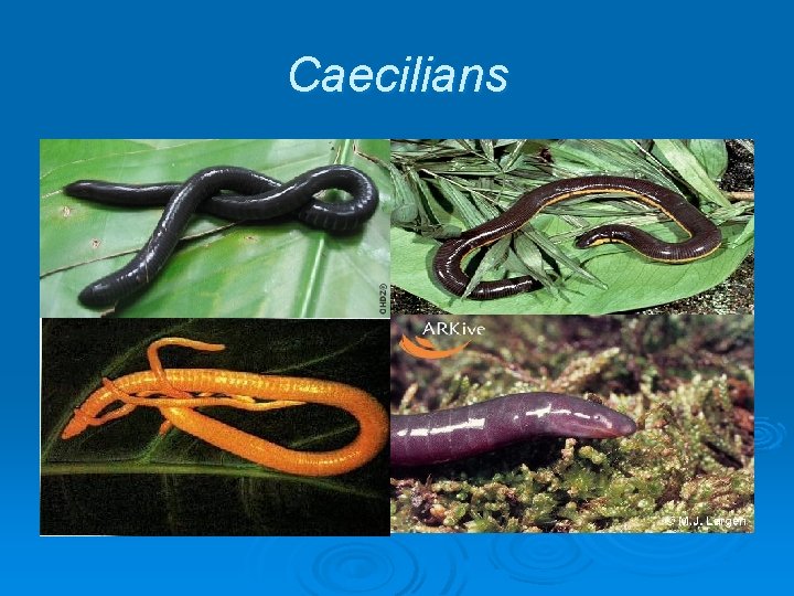 Caecilians Caecilians