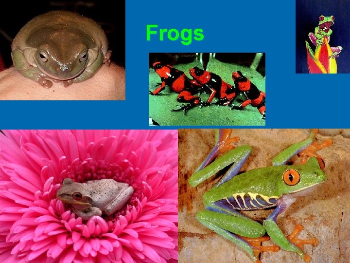Frogs Frogs