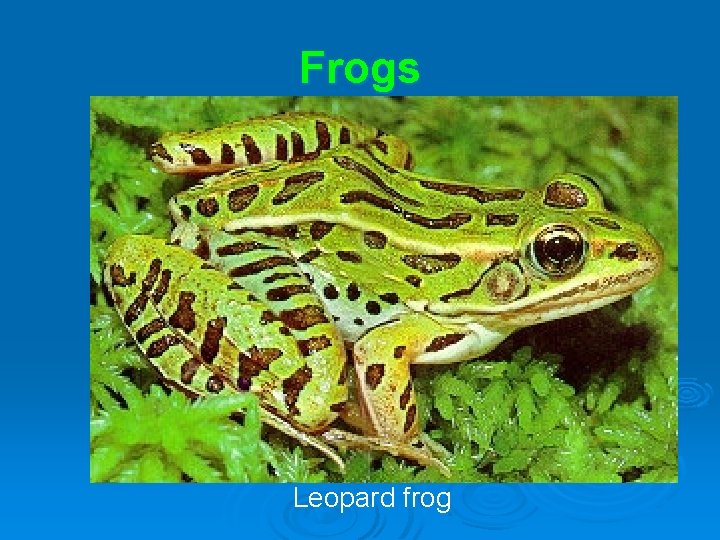 Frogs Leopard frog 