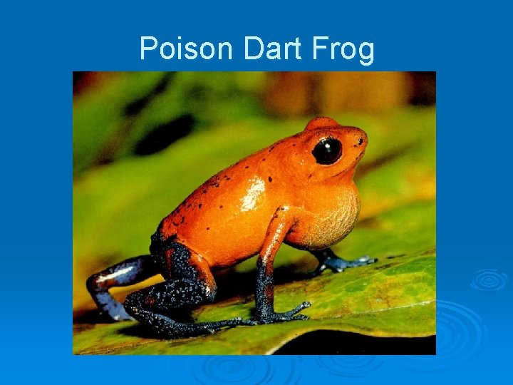 Poison Dart Frog Poison Dart Frog