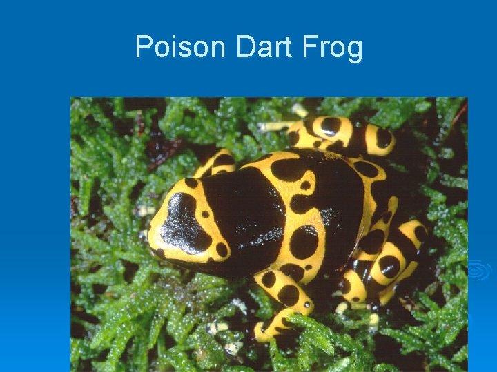 Poison Dart Frog 