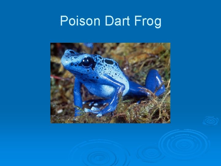 Poison Dart Frog Poison Dart Frog