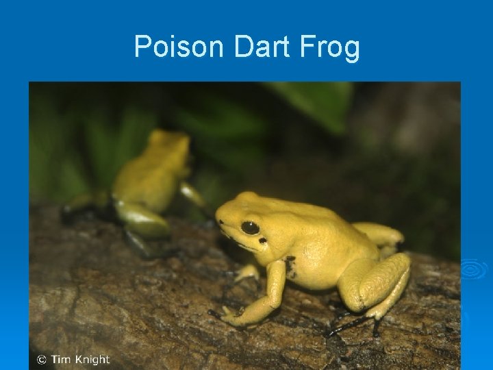 Poison Dart Frog 