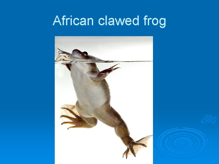 African clawed frog 