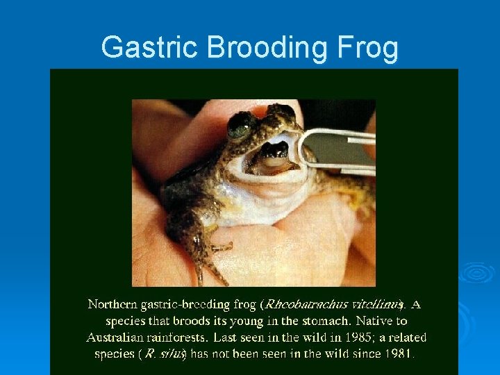 Gastric Brooding Frog 