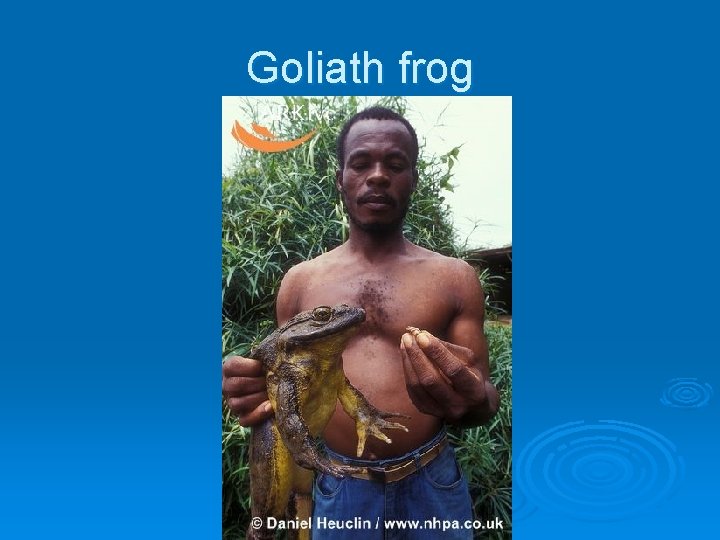 Goliath frog 