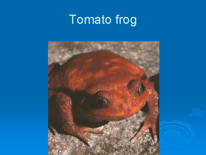 Tomato frog Tomato frog