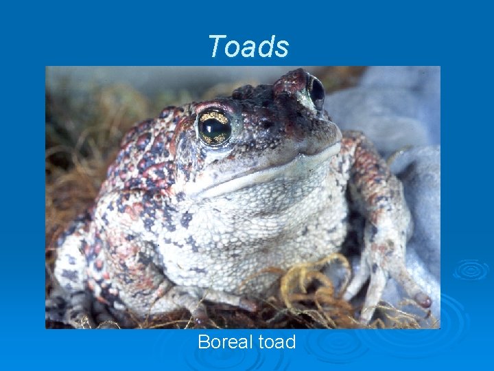 Toads Boreal toad Toads Boreal toad