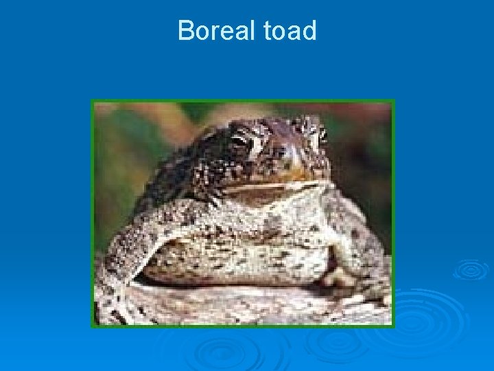 Boreal toad Boreal toad