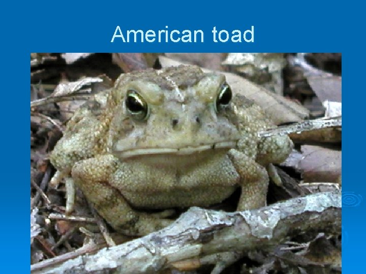 American toad 