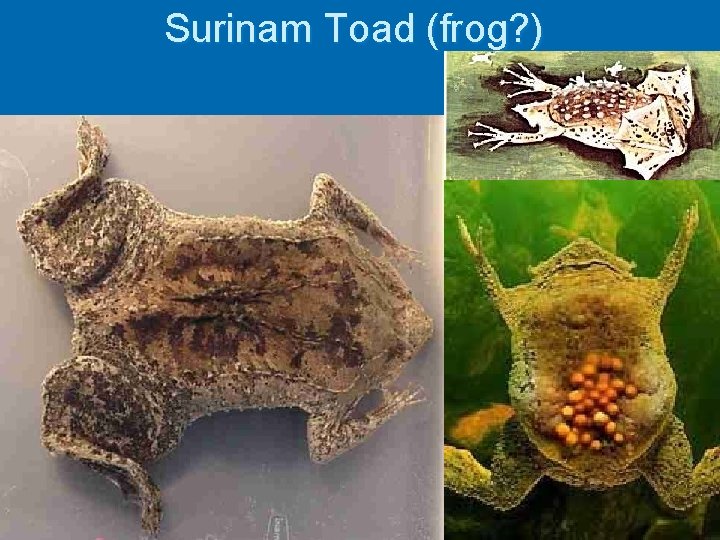 Surinam Toad (frog? ) 