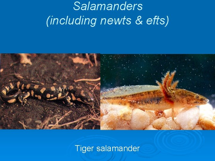 Salamanders (including newts & efts) Tiger salamander 