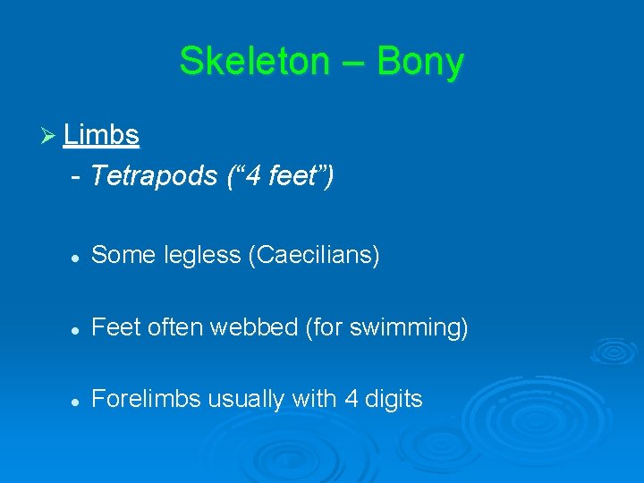 Skeleton – Bony Ø Limbs - Tetrapods (“ 4 feet”) l Some legless (Caecilians) Skeleton – Bony Ø Limbs - Tetrapods (“ 4 feet”) l Some legless (Caecilians)