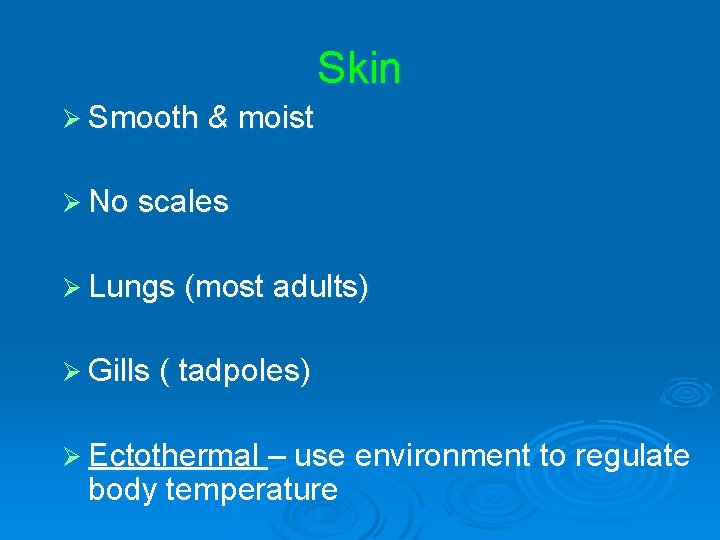 Skin Ø Smooth & moist Ø No scales Ø Lungs (most adults) Ø Gills Skin Ø Smooth & moist Ø No scales Ø Lungs (most adults) Ø Gills