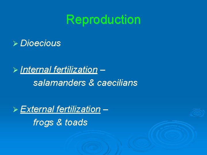 Reproduction Ø Dioecious Ø Internal fertilization – salamanders & caecilians Ø External fertilization –