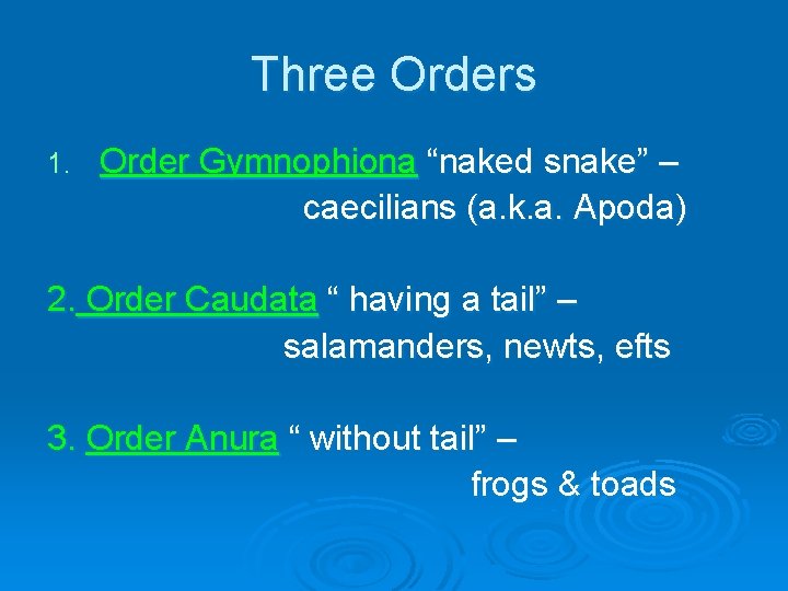 Three Orders 1. Order Gymnophiona “naked snake” – caecilians (a. k. a. Apoda) 2.