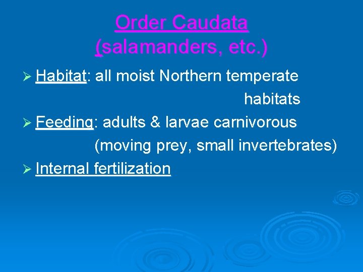 Order Caudata (salamanders, etc. ) Ø Habitat: all moist Northern temperate habitats Ø Feeding: