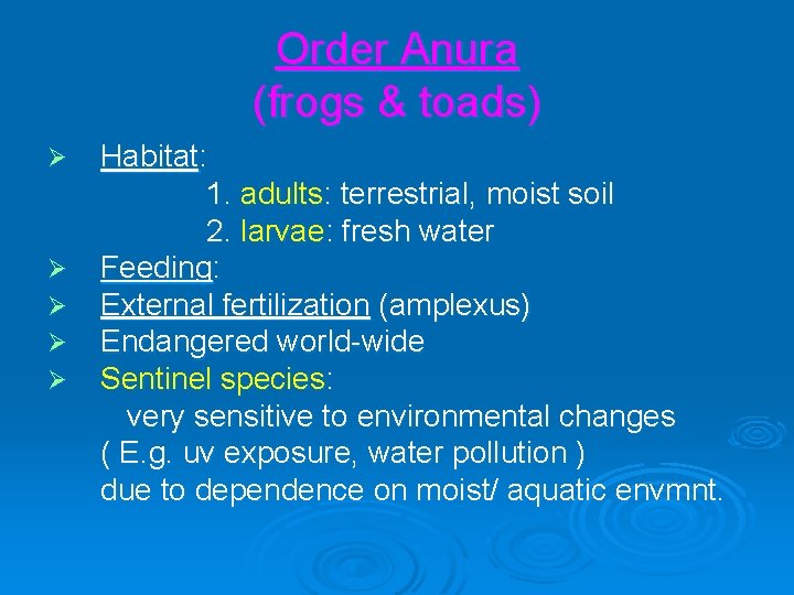 Order Anura (frogs & toads) Ø Ø Ø Habitat: 1. adults: terrestrial, moist soil