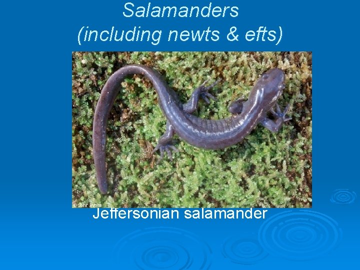 Salamanders (including newts & efts) Jeffersonian salamander Salamanders (including newts & efts) Jeffersonian salamander