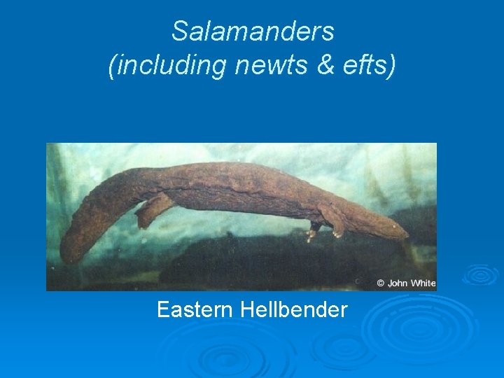 Salamanders (including newts & efts) Eastern Hellbender 