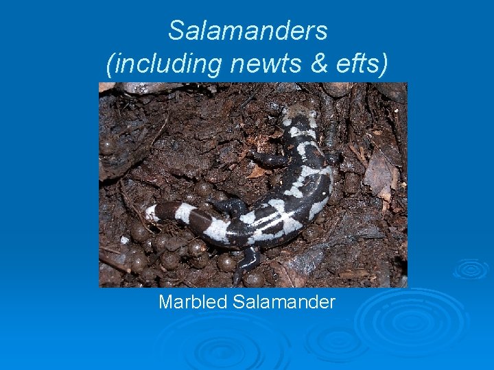 Salamanders (including newts & efts) Marbled Salamander 