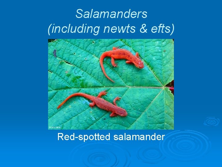 Salamanders (including newts & efts) Red-spotted salamander 